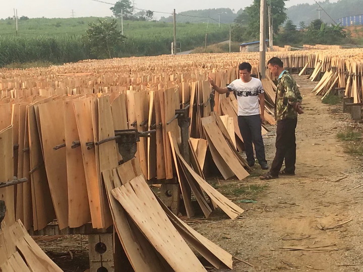 建筑模板單板晾曬實(shí)拍